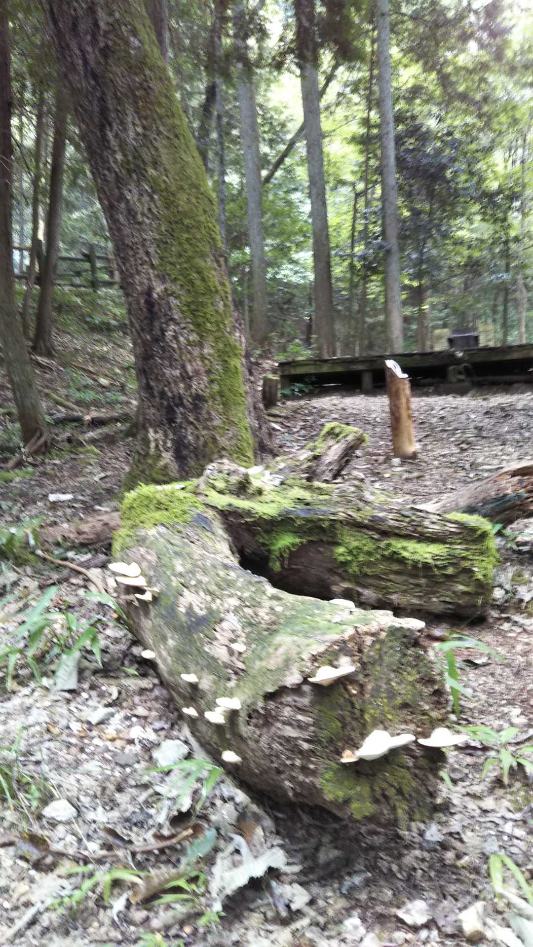 あちこちに🍄秋の気配😉