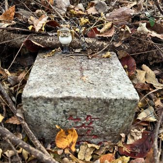 🐸枯れ葉に同化中