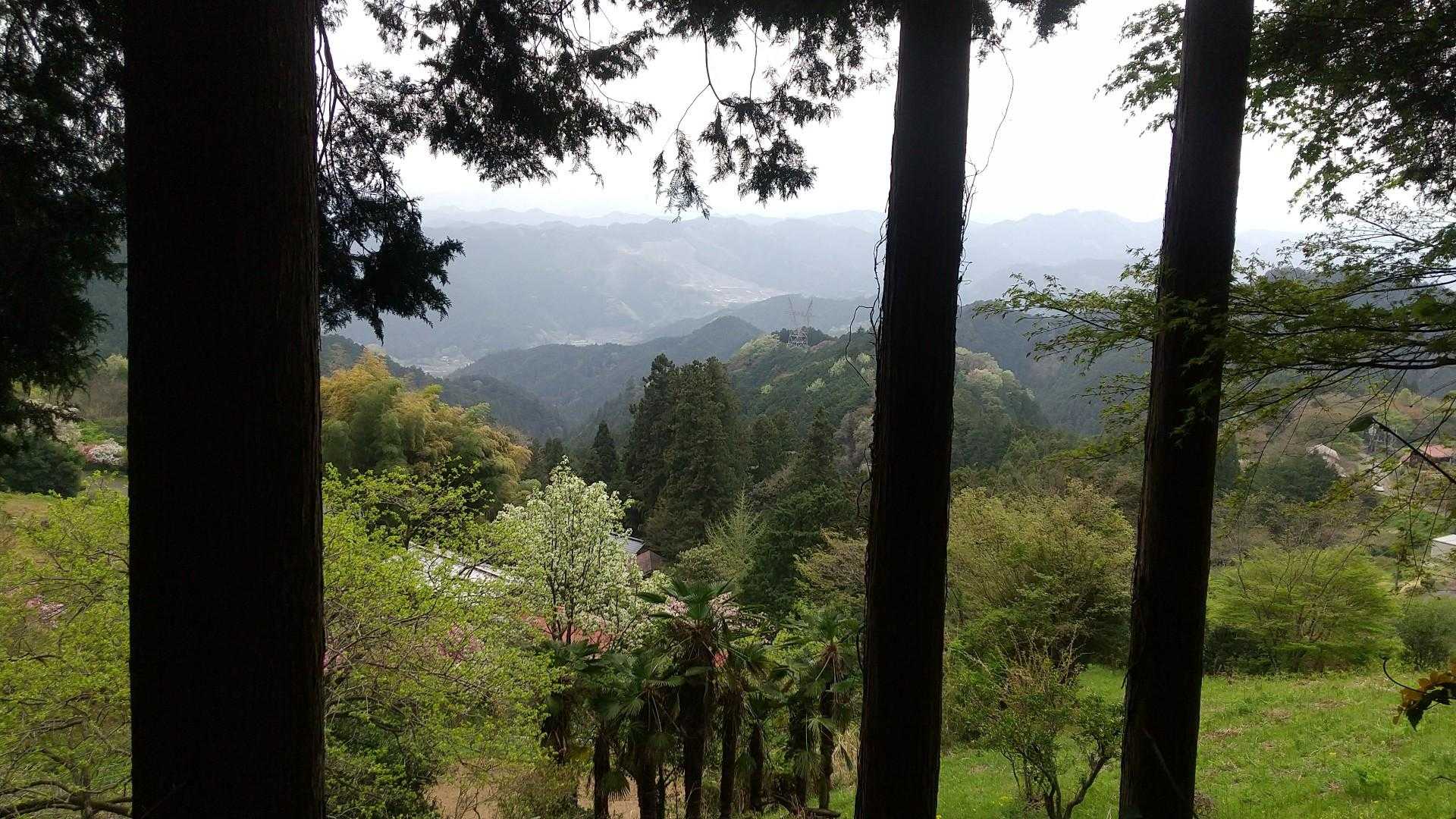 吾野も新緑の春でした🌸🌿