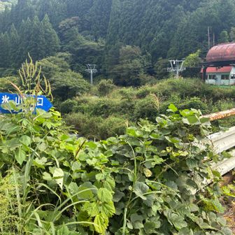 ヤマップに道があったので、逆水キャンプ場にショートカットしようとこちらへ