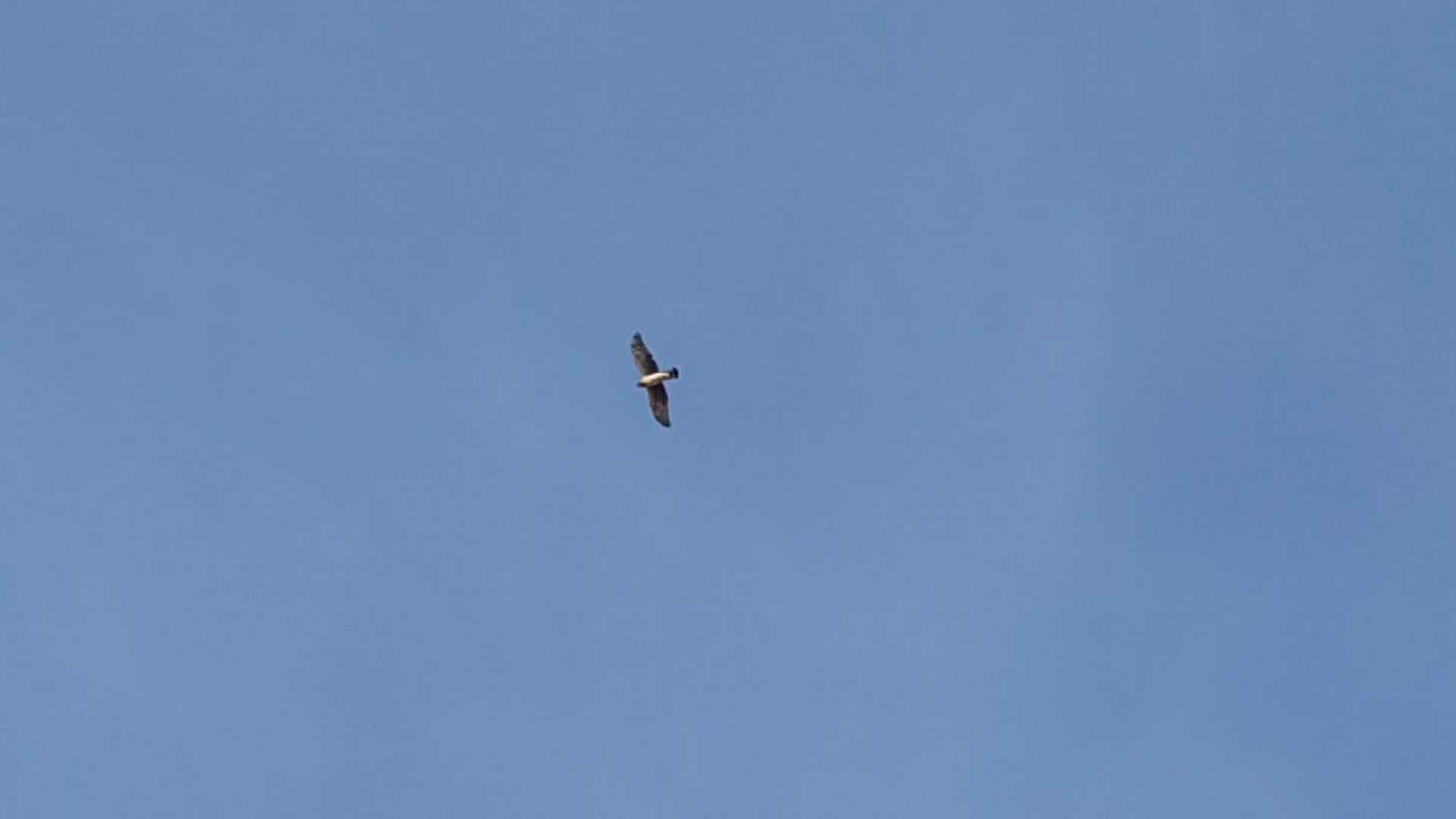 以前、名前を教えてもらったミサゴです。🦅