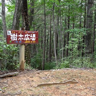 樹木広場。特に何もなし