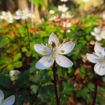 森林植物園(ﾛｯｸｶﾞｰﾃﾞﾝ)到着 予定時間通り👍
バイカオウレン🌼素晴らしい
暖かい日が続き ほぼ満開