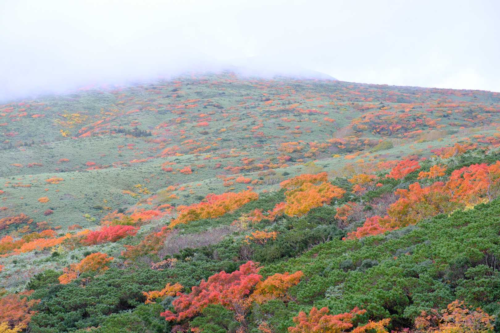 パッチワークのような紅葉🍁
