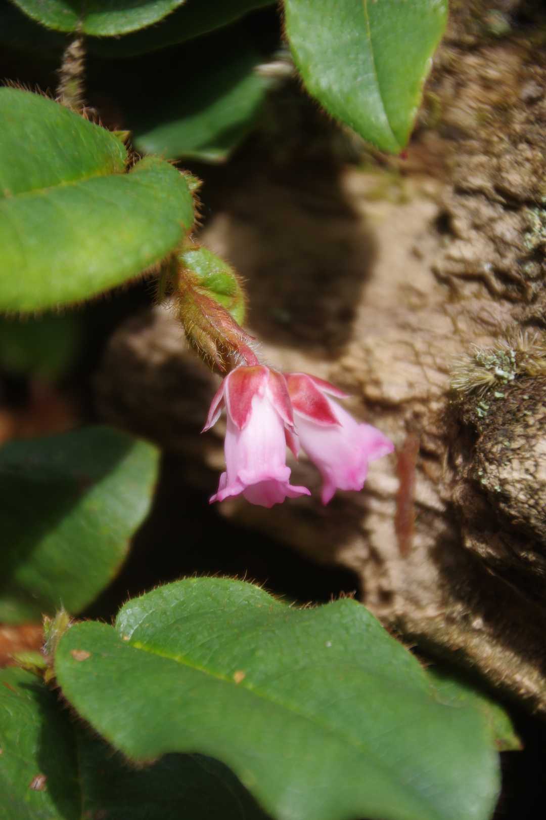 イワナシ（ツツジ科イワナシ属）これも大好きな花。ピンクも濃いです。