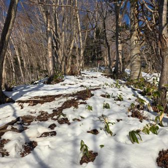 土が出てる。
最初からスノーシューは先行者とワイ2名だけかな
6本爪も一人居るようだ