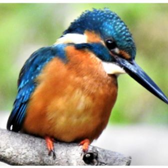 枕流_ちんりゅう