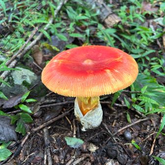 🍄