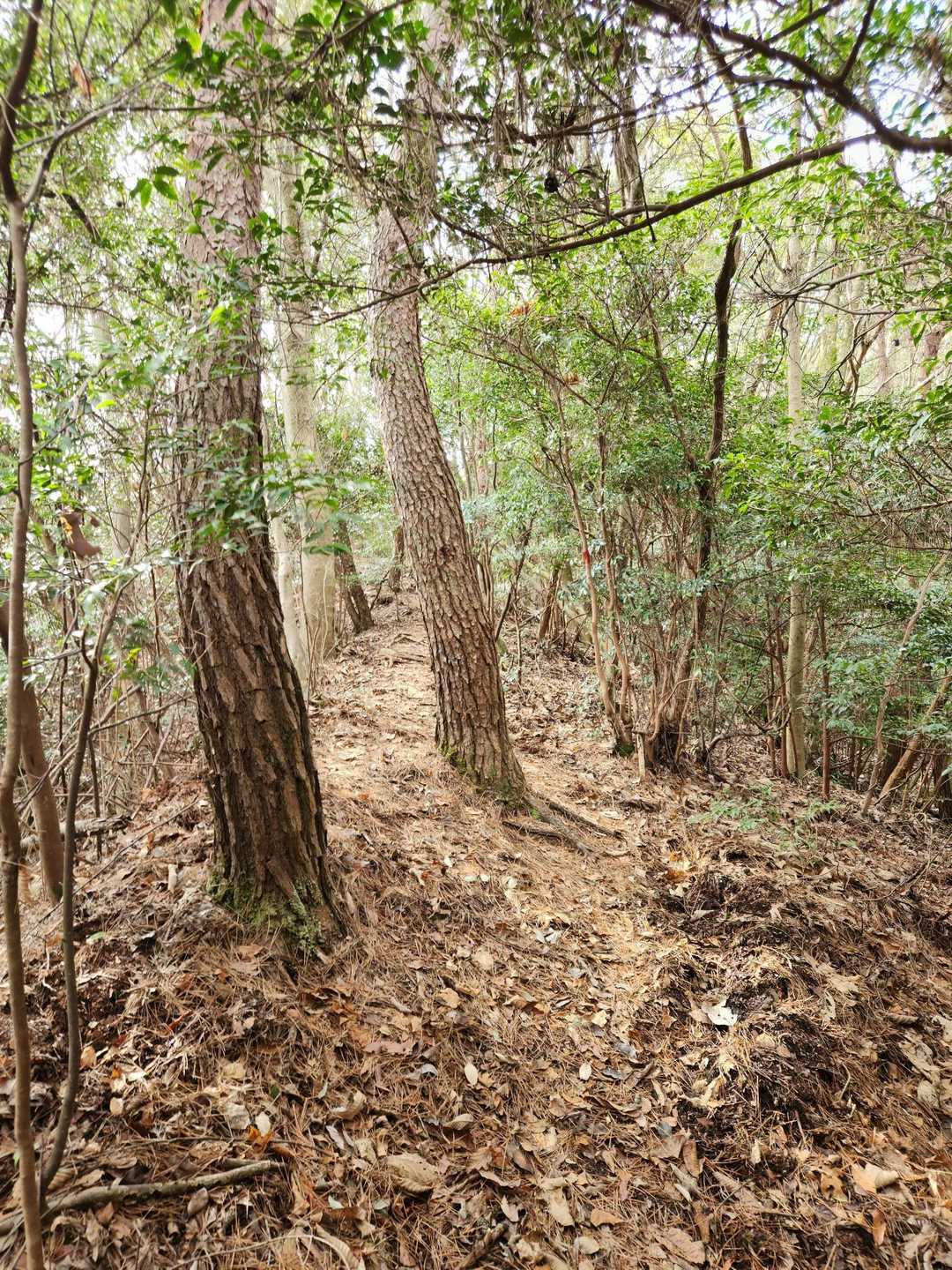 中津岡山-奥滝山 往復コースの写真