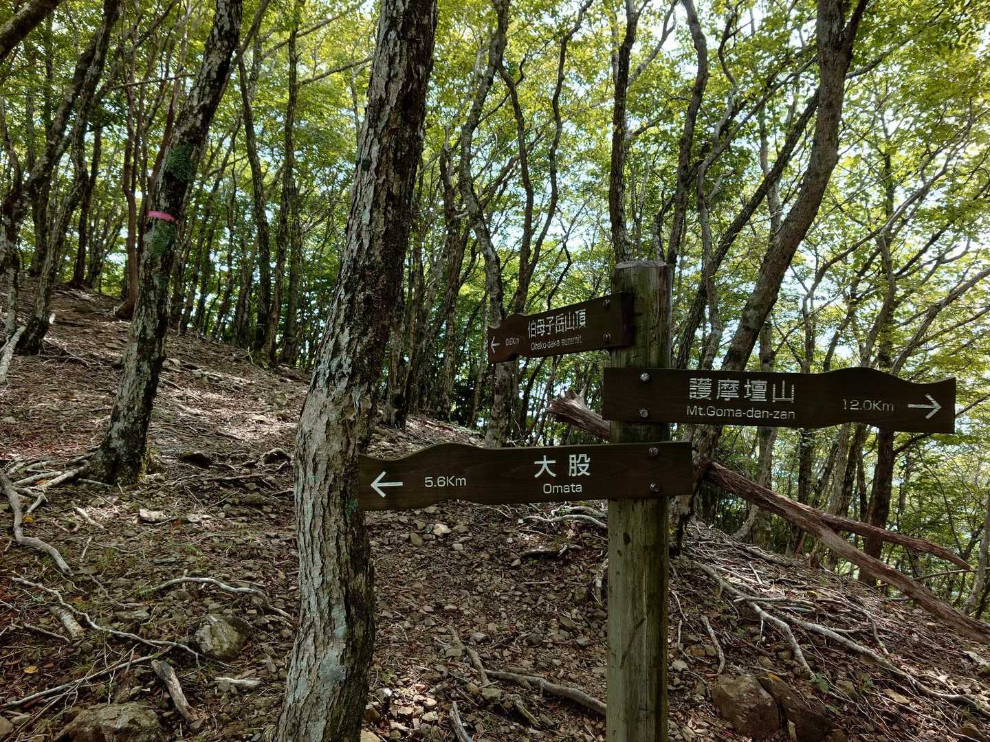 口千丈岳登山口-口千丈山-焼山ノ太尾ノ頭 往復コースの写真