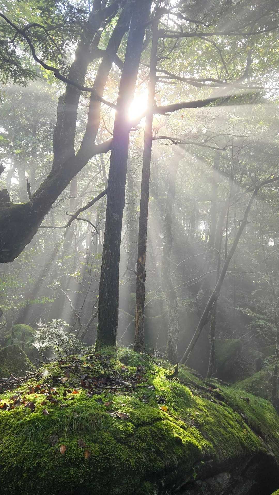 大峠登山口-姥子山 往復コースの写真