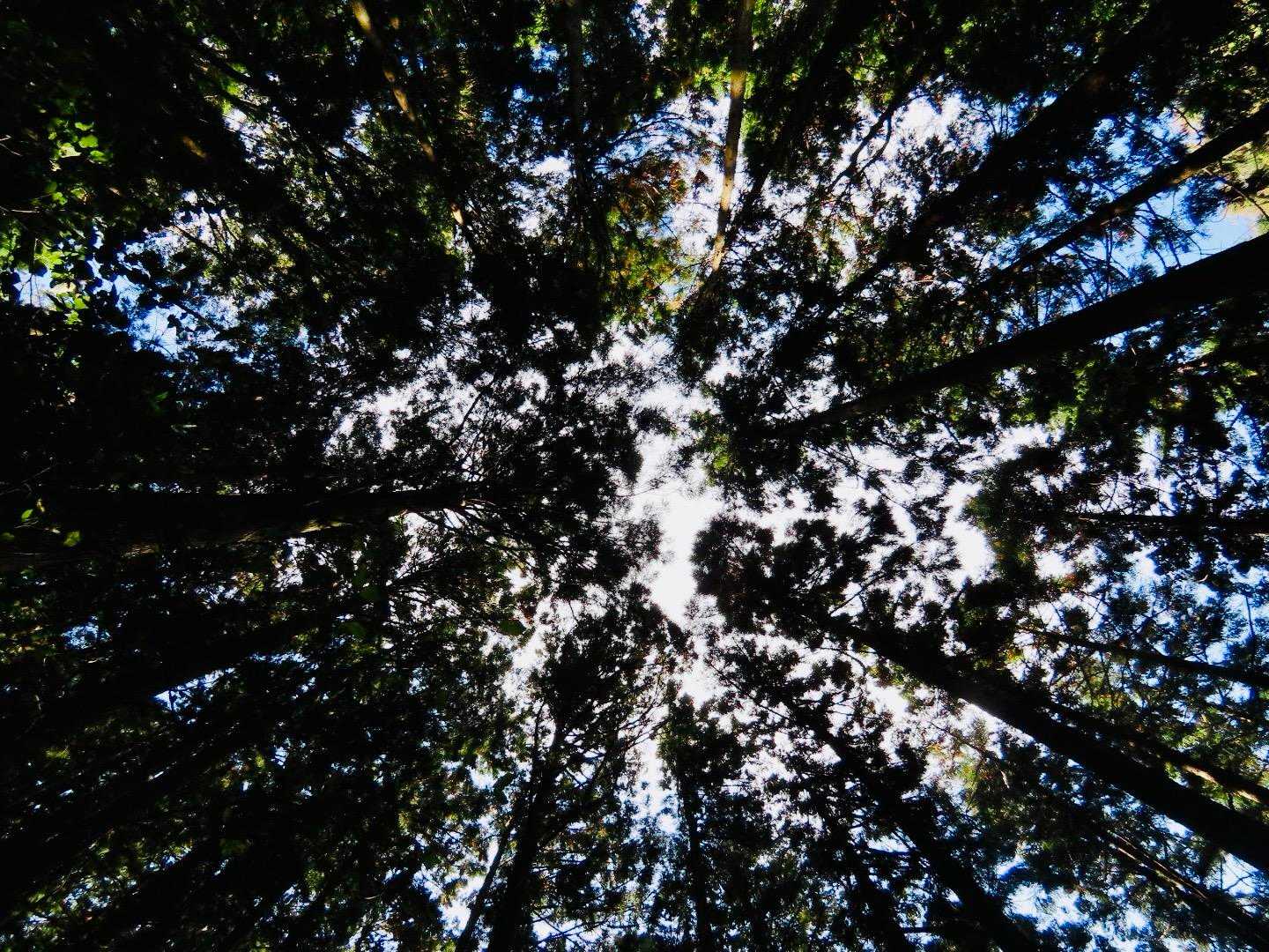 最後は杉林を通って🌲