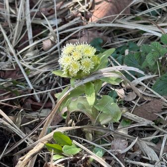 ふきのとう見ながら残りのおにぎりとおやつを