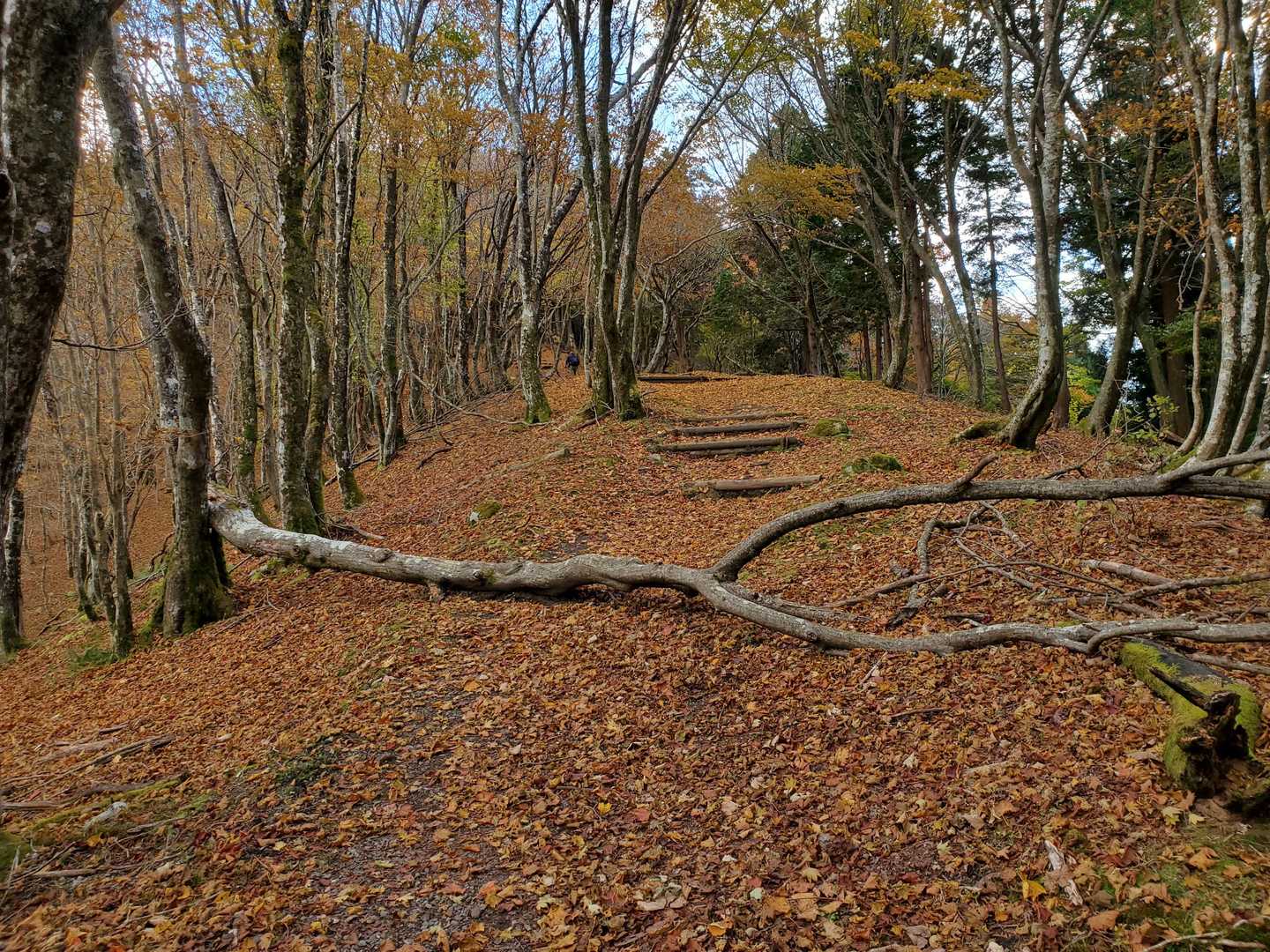登山道のアクセント