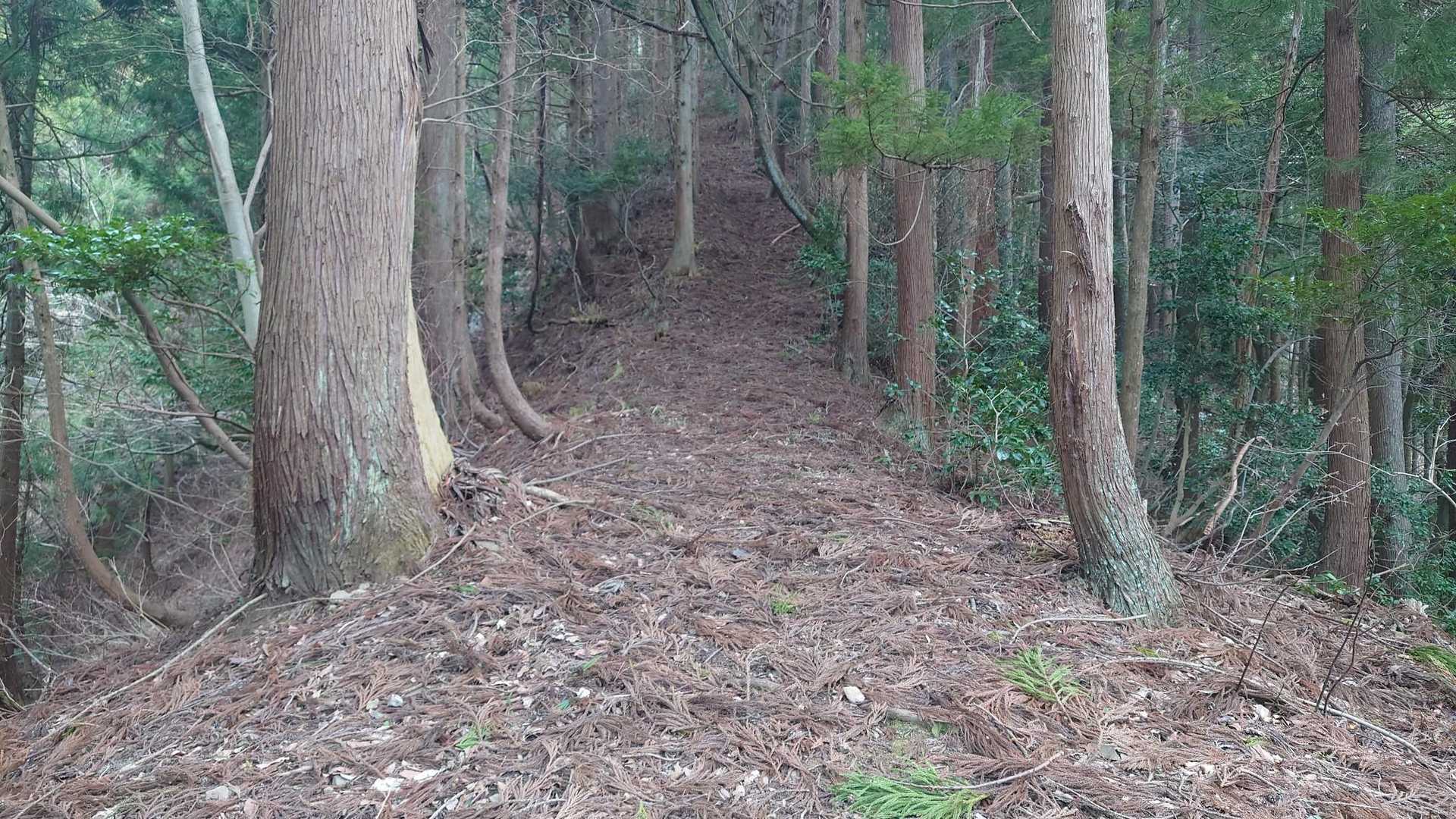 権現山 周回コースの写真