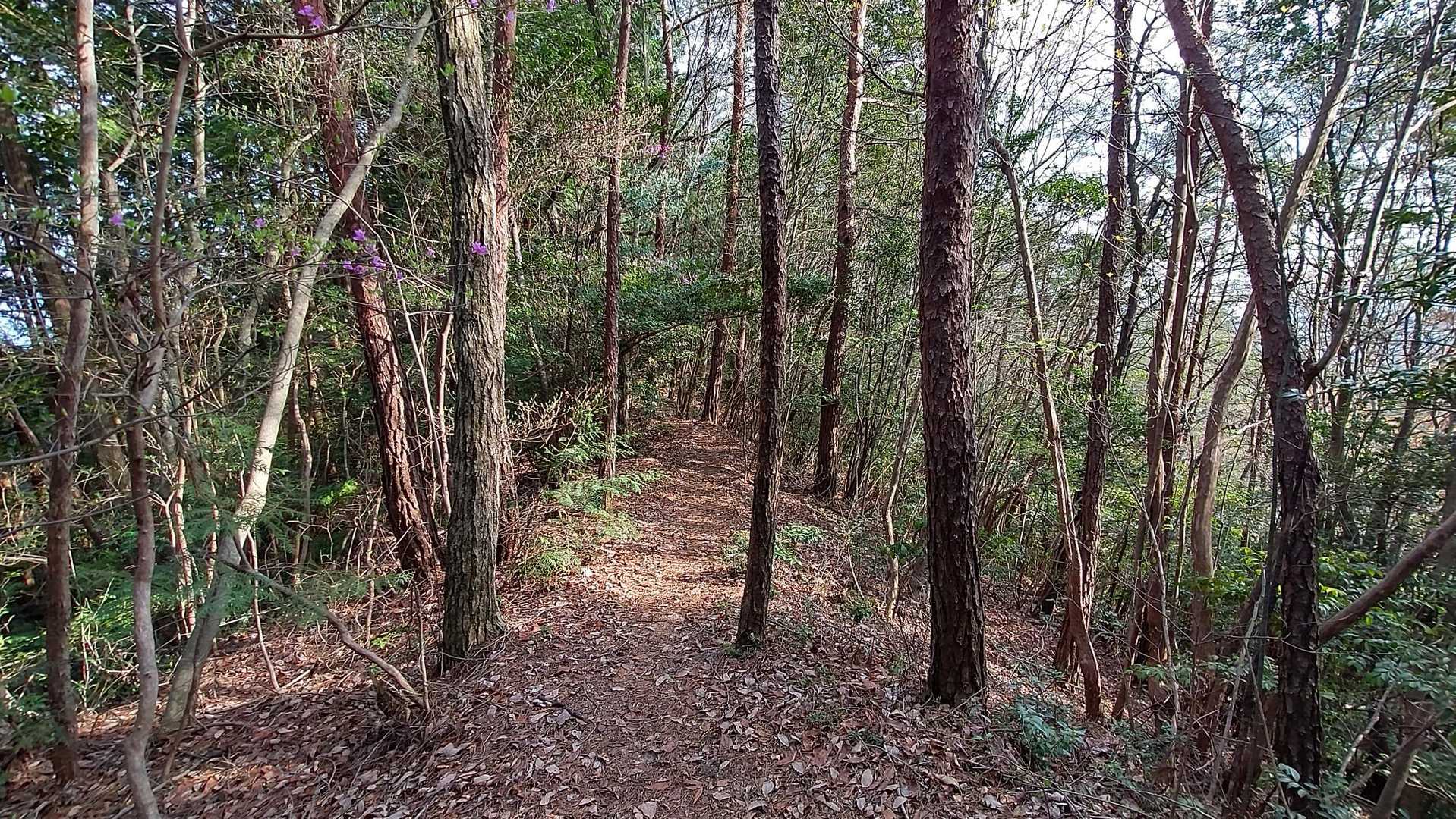 尾根道。
気持ち良いね。