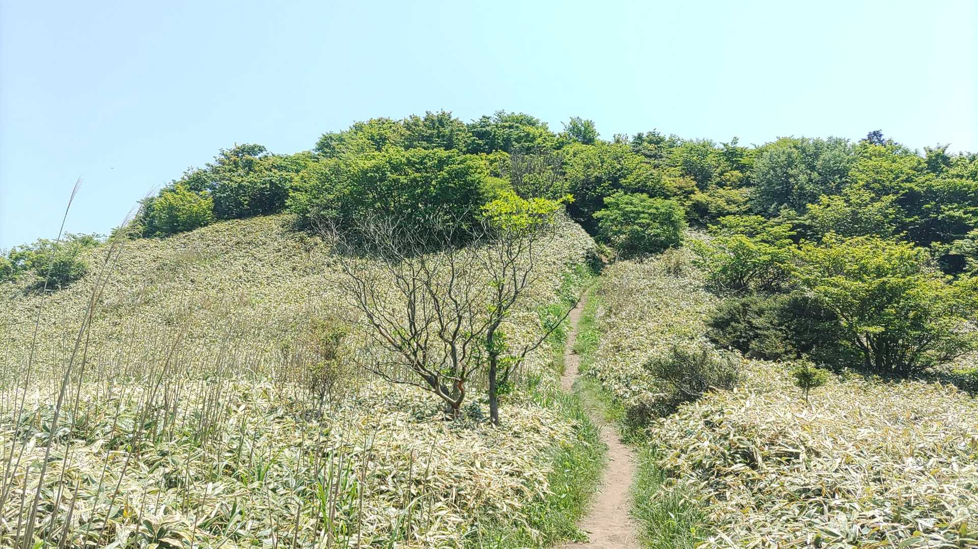隊員「元気そうなので、先の富士山まで行きましょう！」
隊長「念願の富士山だな🗻」
※フジヤマね