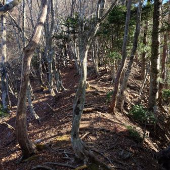 大沢ノ頭山頂へのアプローチ