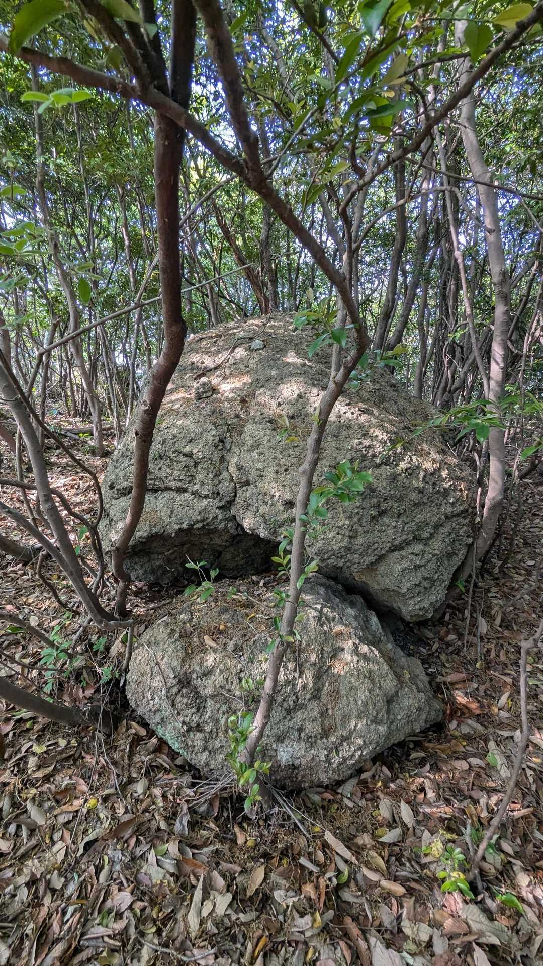 岩様
こんにちは😊