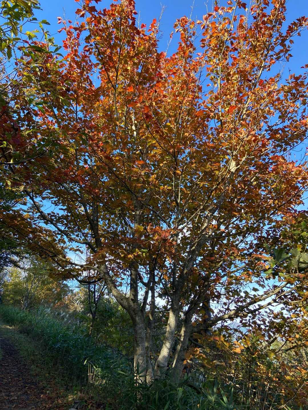 紅葉してる🍁