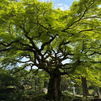 樹齢600年のこみでかえで