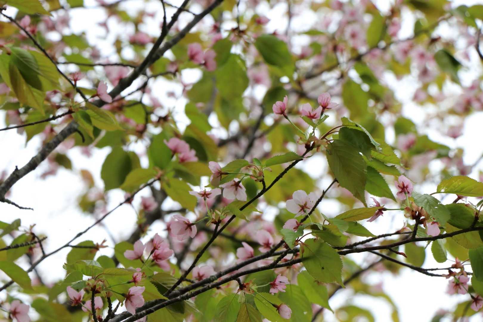 カスミザクラ(霞桜)🌸もまだ咲いていました