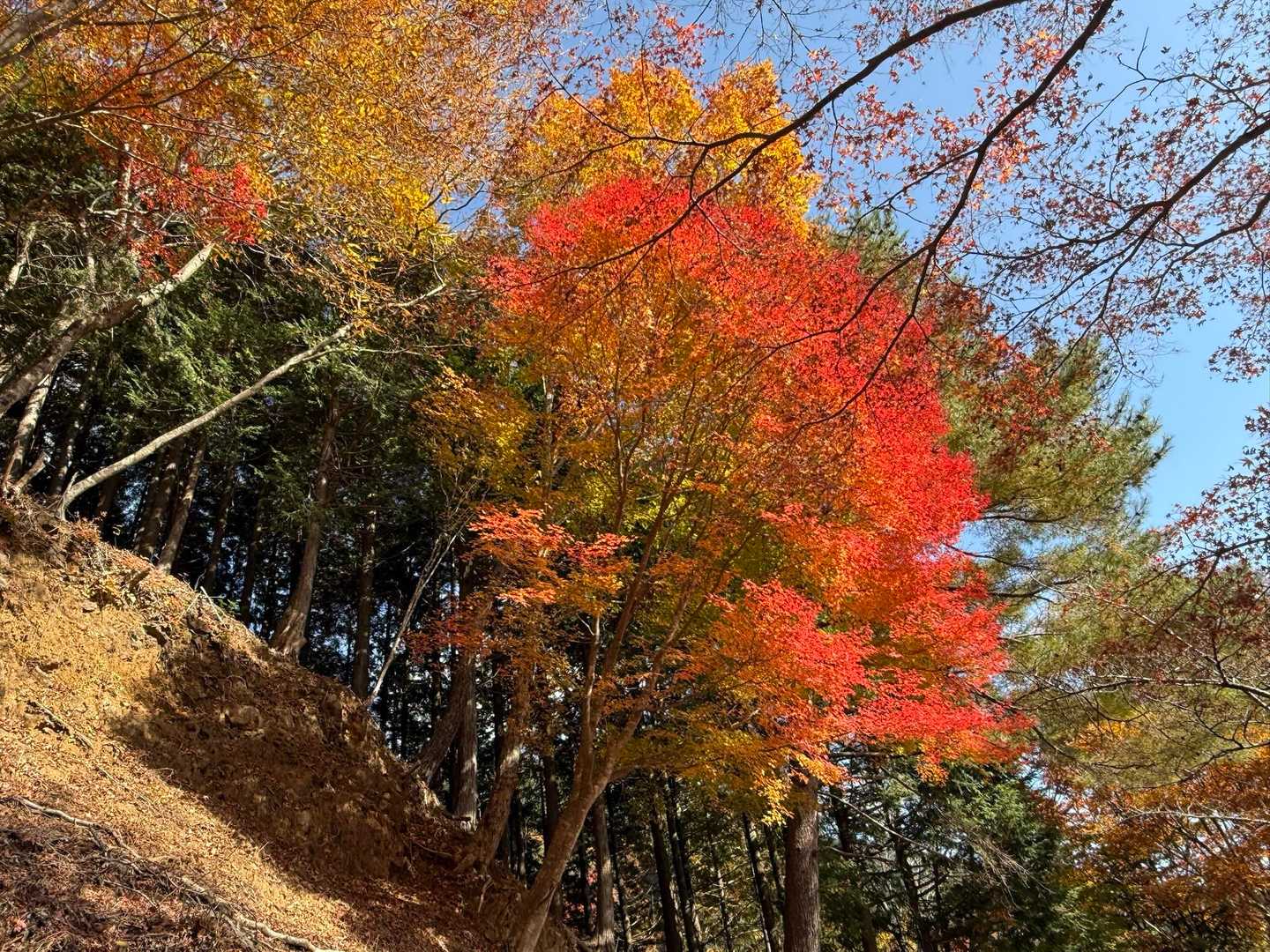 身延山周回 | 日蓮宗総本山の聖地。往時の参道を行けば富士山・南アルプスの眺望の写真
