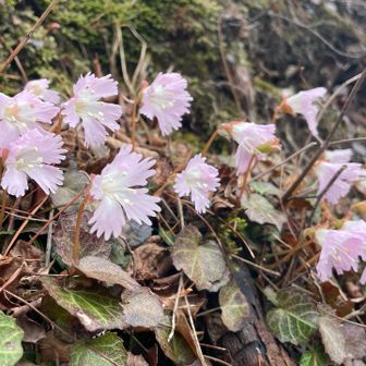 降り始めるとすぐにイワウチワ🌸
ピンテあるからここ登山道で合ってるよね？
って思うくらい急なんですけどね🤣
