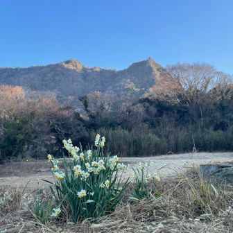 水仙と、さっき登った伊予ヶ岳👀！
下山は早いです👨‍🚀