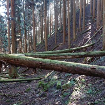 倒木めちゃ多い
