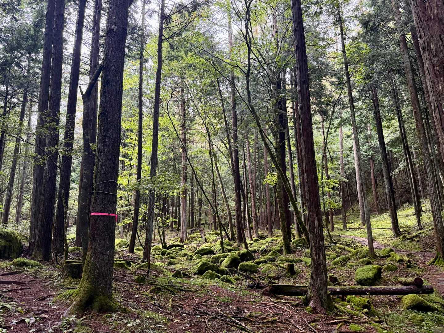 14日（月）を有給休暇にして3連休で遠出しようと思ってたけど、相変わらずの雨予報で中止に😢
でも山欠限界だったので日月で笠取山へ行ってきました🥾
日曜日だし、人いるかなぁ。。。と思ったけど、作場平の駐車場はガラガラ
山の中で会う人も少なかったです