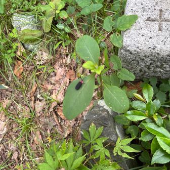 三角点。