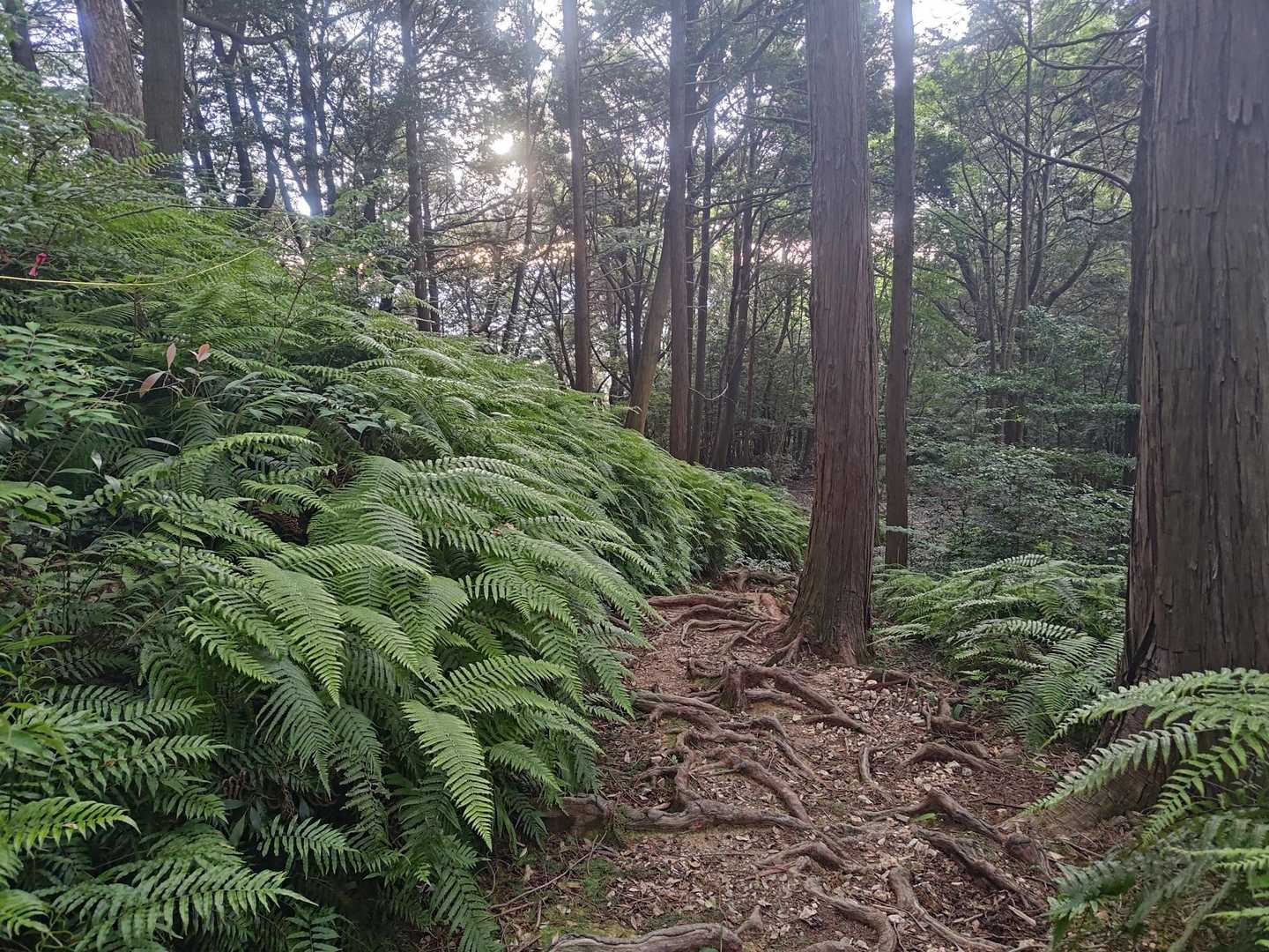 縦走路にはウラジロがわんさか🌿