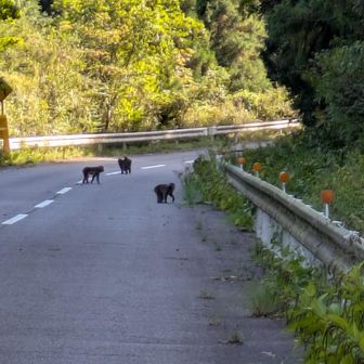 車道に降りました
猿が群れでいました🐒🐒🐒