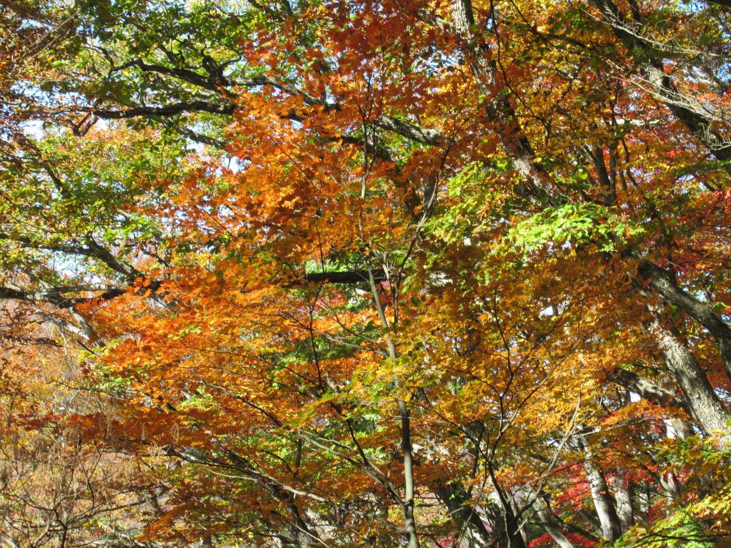 紅葉🍁　天神山南峰に登る途中