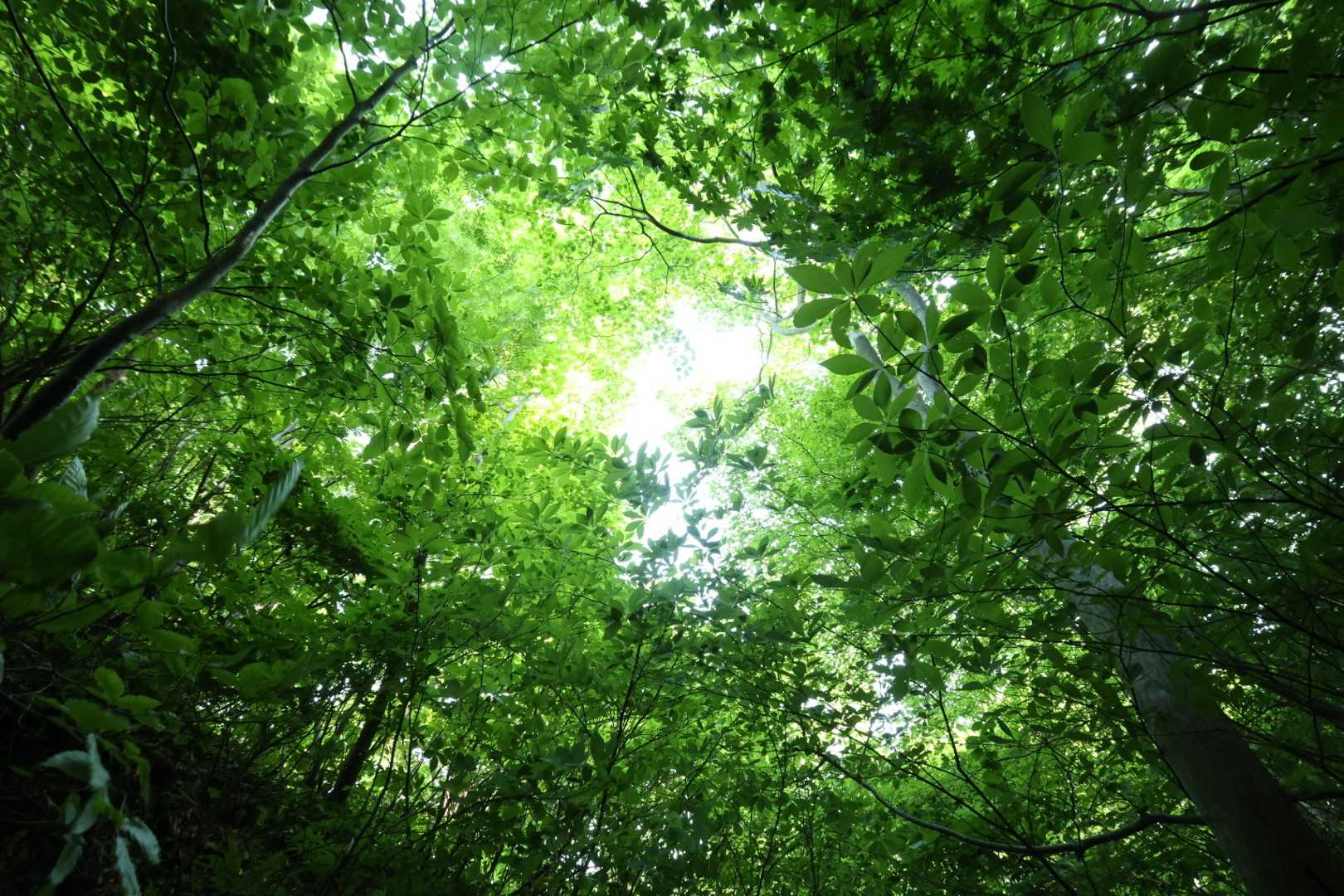 栗ヶ沢登山口-金北山 往復コースの写真