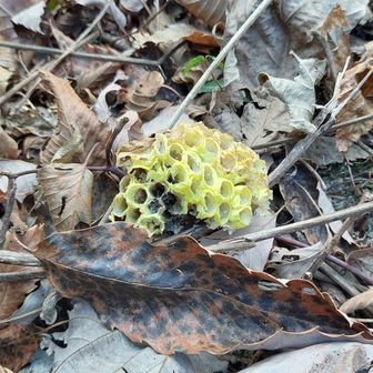 キアシナガバチの巣🐝

うちのベランダでも、
女王バチ4匹が身を寄せ合って越冬中です⛄