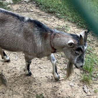 近くによってきてくれた🐐