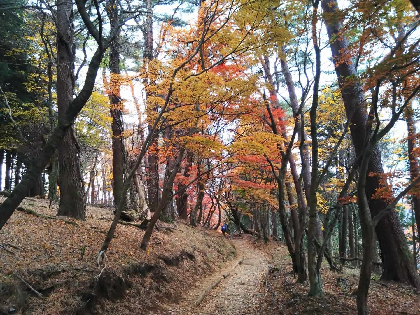 バカ尾根も色づく🍁