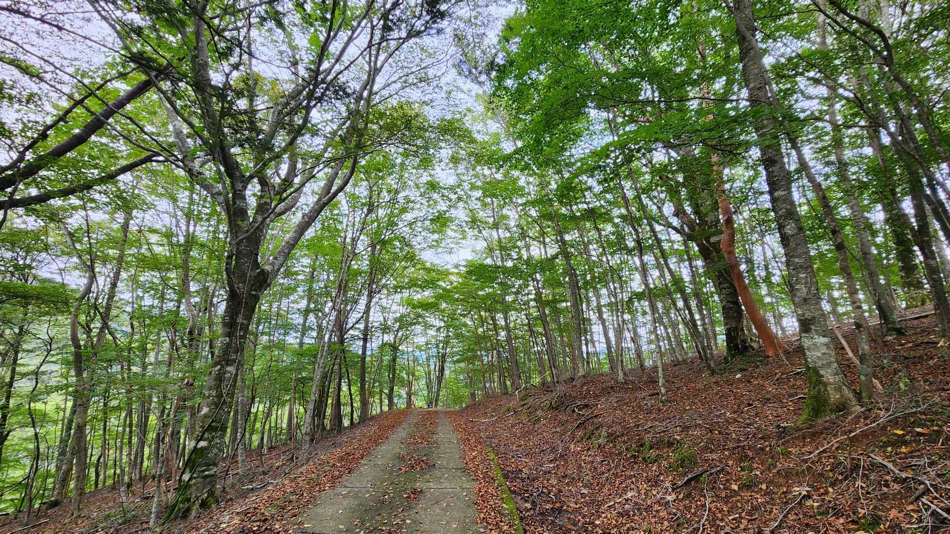 大普賢岳 往復コースの写真
