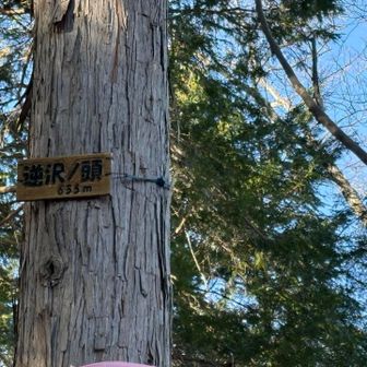 逆沢ノ頭の山頂に到着。山頂標は3～4m程上に有り、小さいので見つけ辛い。