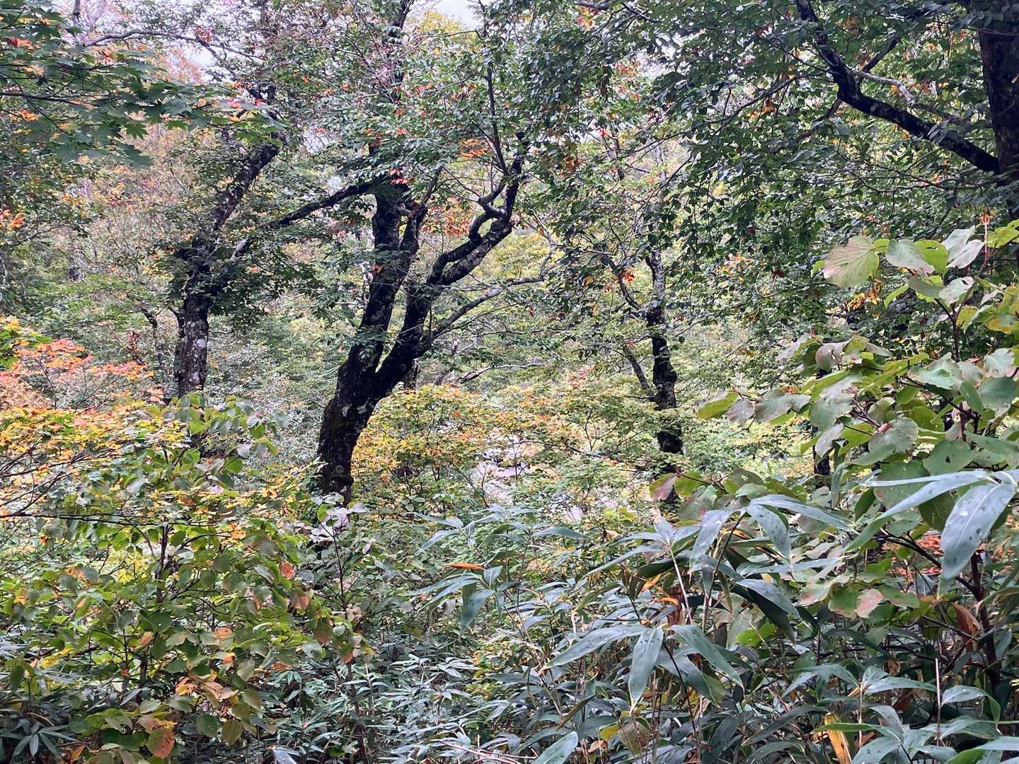 この日は天気も良くないので、のんびりと散策しました☺️