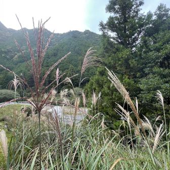 ススキ🌾