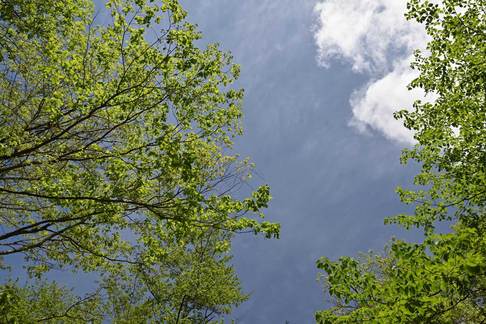 青空に新緑がキレイ。