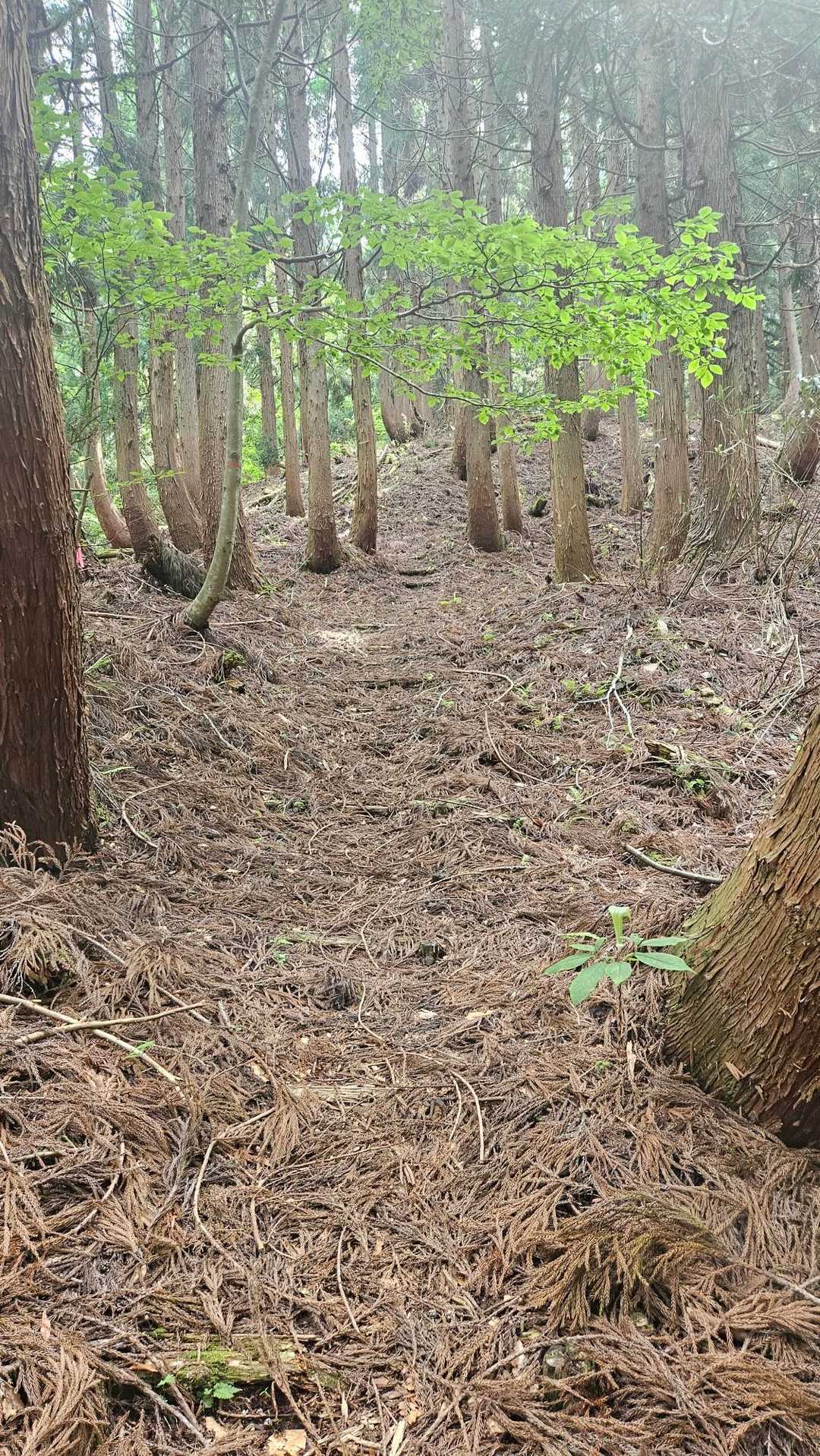 この辺迄は緩い登り❗