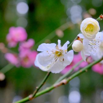 登山口の紅梅と白梅。毎年楽しみです。