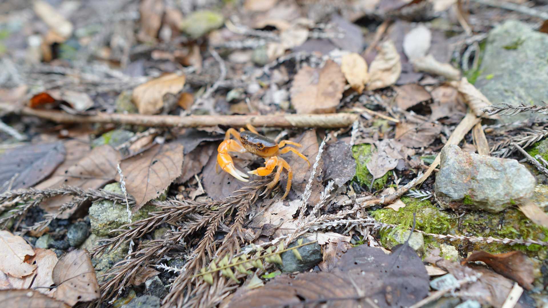 下山時にサワガニと遭遇。
爪を広げて怒ってました。