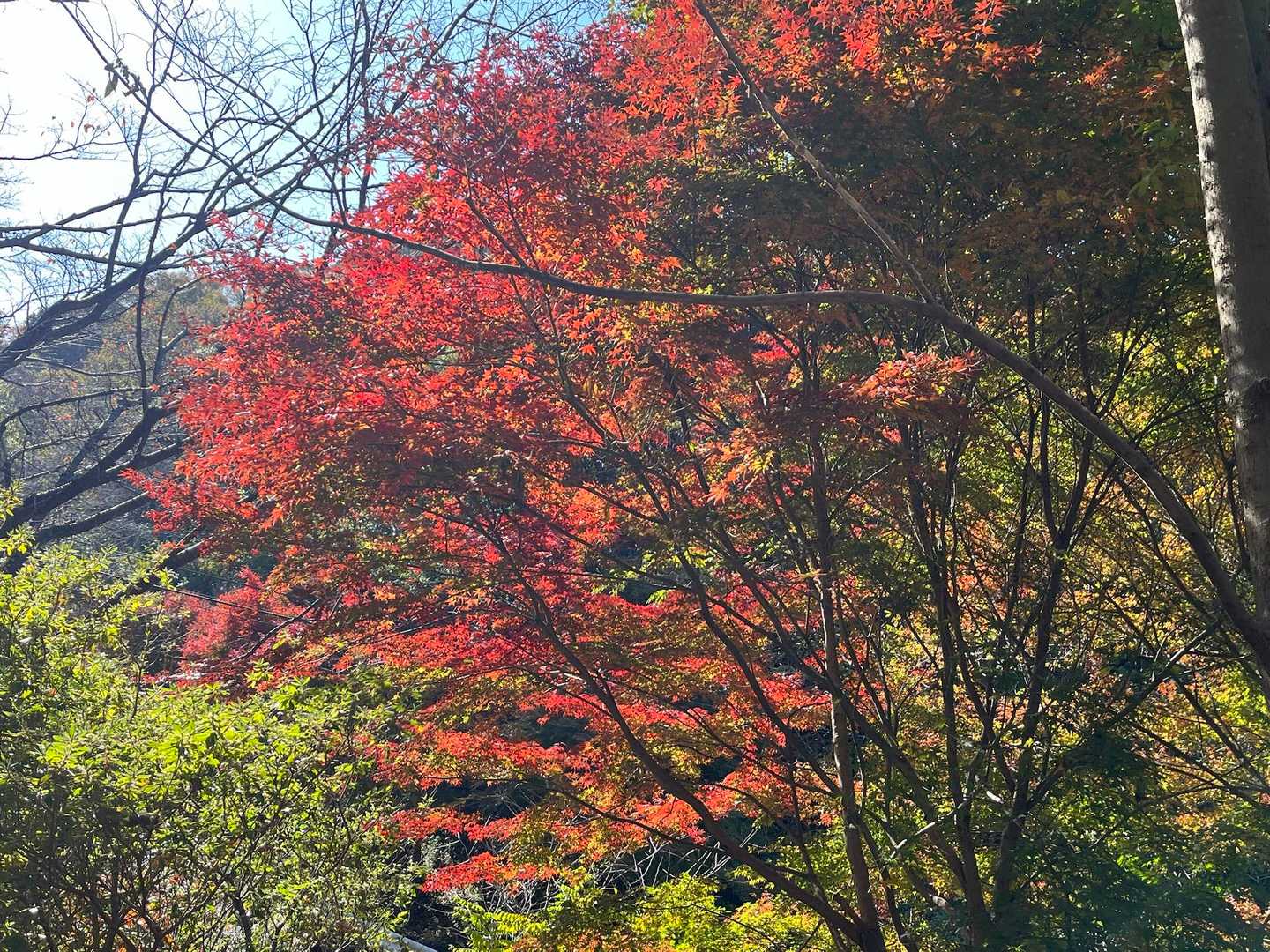 紅葉も見頃です🍁