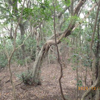 北側の奥を調査。道があるにはあるが…