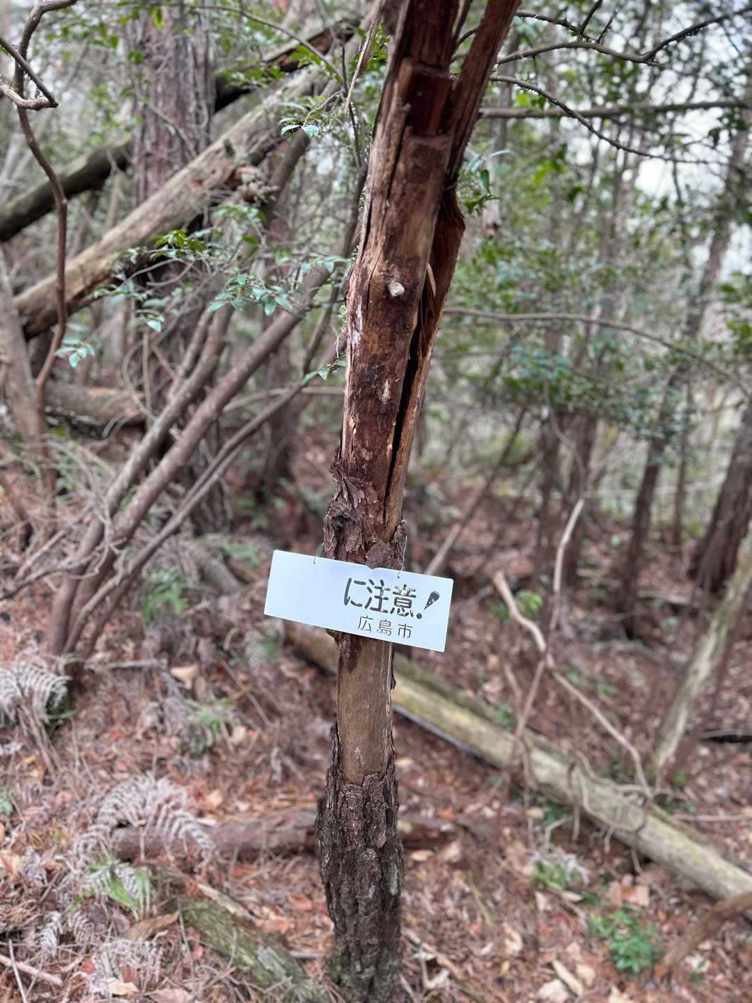 野登呂山 往復コースの写真